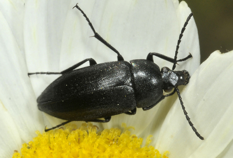 Tenebrionidae Alleculinae: cfr. Podonta sp.